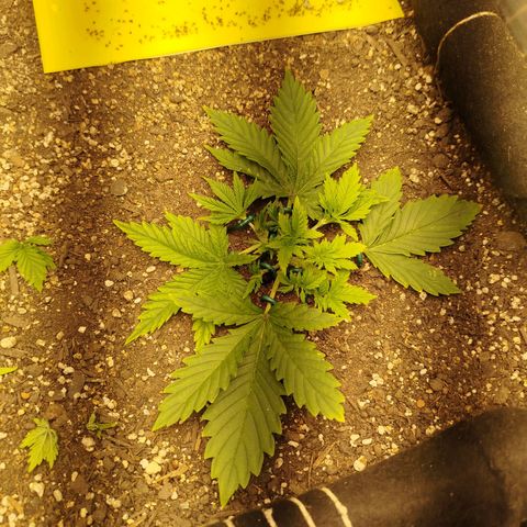 Gorilla Cookies growlog timeline photo