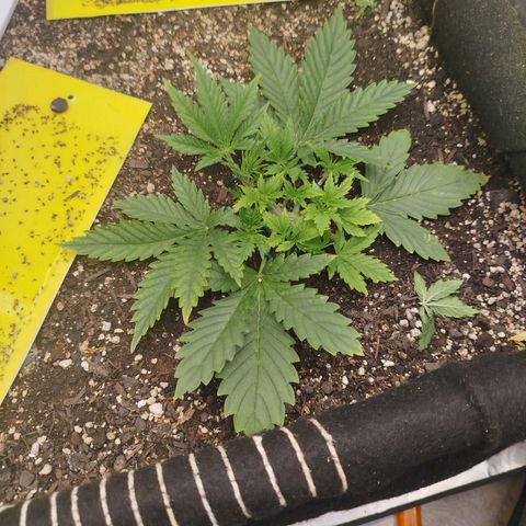 Gorilla Cookies growlog timeline photo