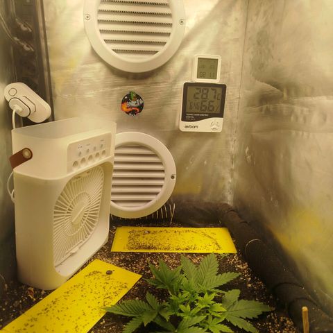 Gorilla Cookies growlog timeline photo