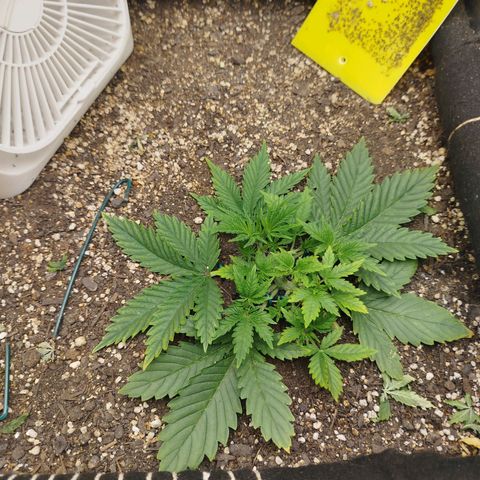 Gorilla Cookies growlog timeline photo