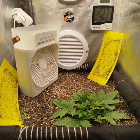 Gorilla Cookies growlog timeline photo
