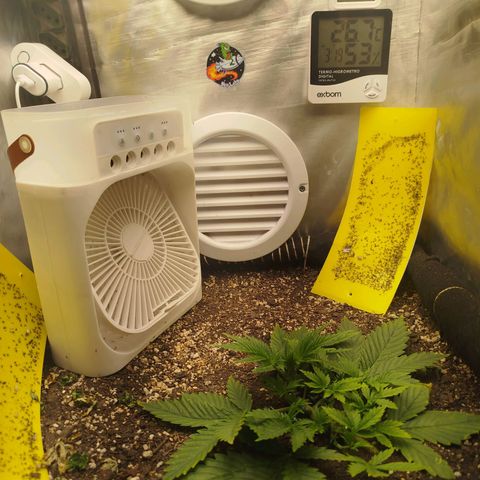Gorilla Cookies growlog timeline photo