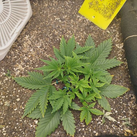 Gorilla Cookies growlog timeline photo