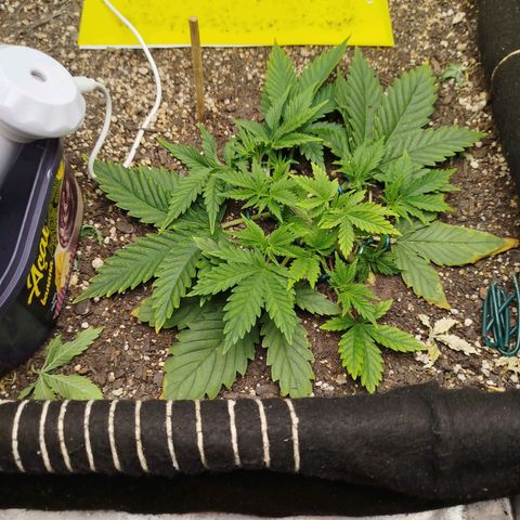 Gorilla Cookies growlog timeline photo