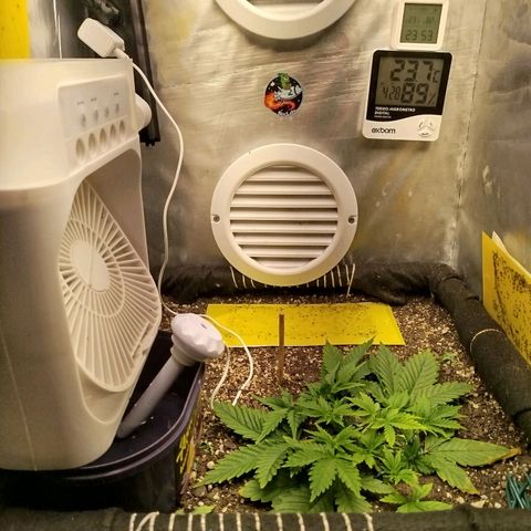 Gorilla Cookies growlog timeline photo