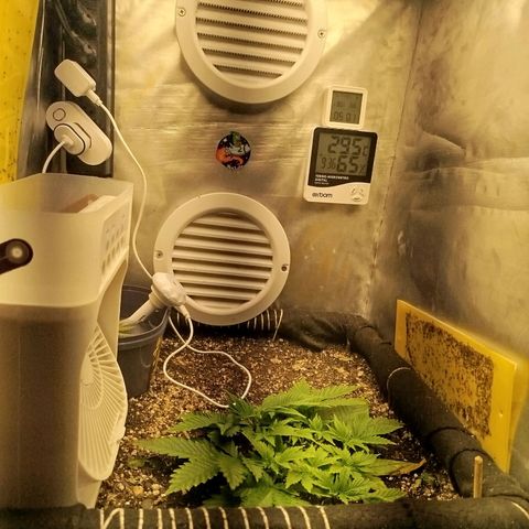 Gorilla Cookies growlog timeline photo