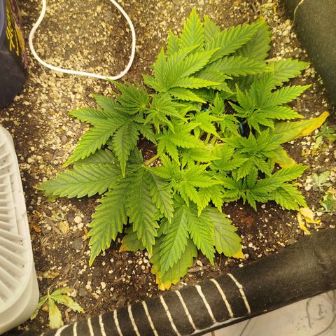 Gorilla Cookies growlog timeline photo