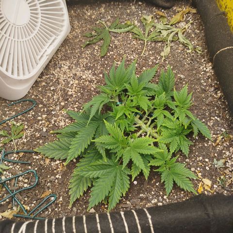 Gorilla Cookies growlog timeline photo