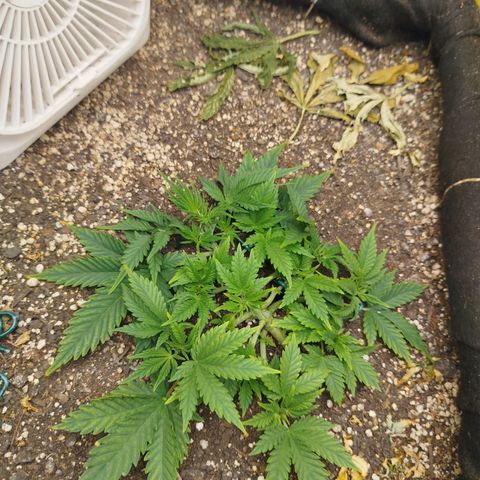 Gorilla Cookies growlog timeline photo