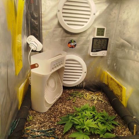 Gorilla Cookies growlog timeline photo