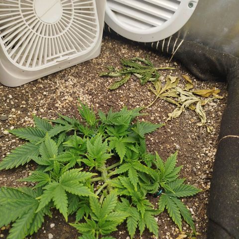 Gorilla Cookies growlog timeline photo