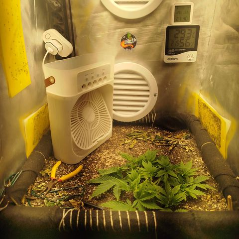 Gorilla Cookies growlog timeline photo