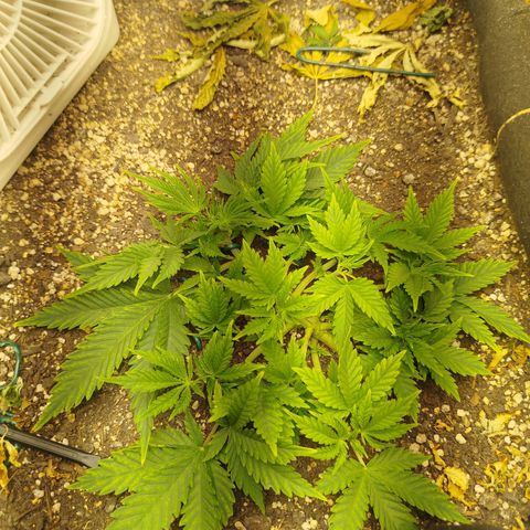 Gorilla Cookies growlog timeline photo