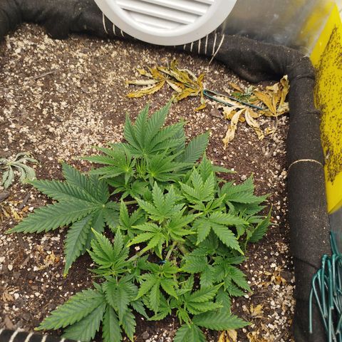 Gorilla Cookies growlog timeline photo