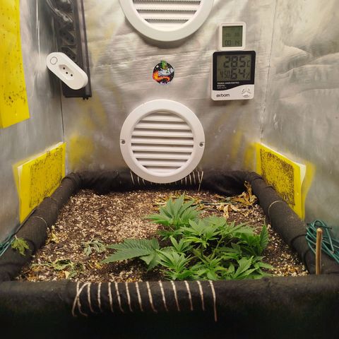 Gorilla Cookies growlog timeline photo