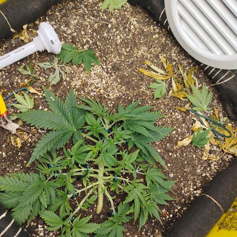 Gorilla Cookies growlog timeline photo