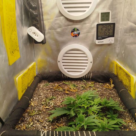 Gorilla Cookies growlog timeline photo