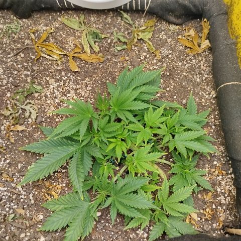 Gorilla Cookies growlog timeline photo