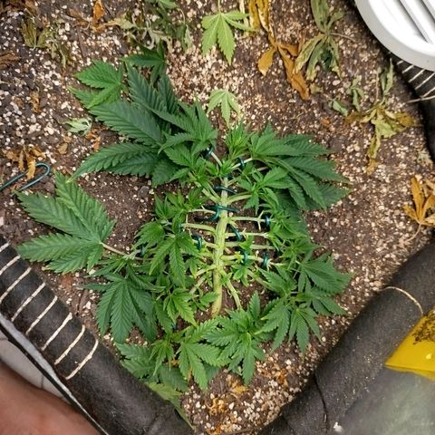 Gorilla Cookies growlog timeline photo