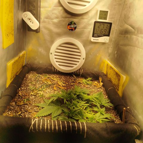 Gorilla Cookies growlog timeline photo