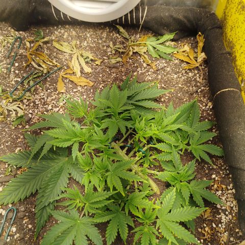 Gorilla Cookies growlog timeline photo