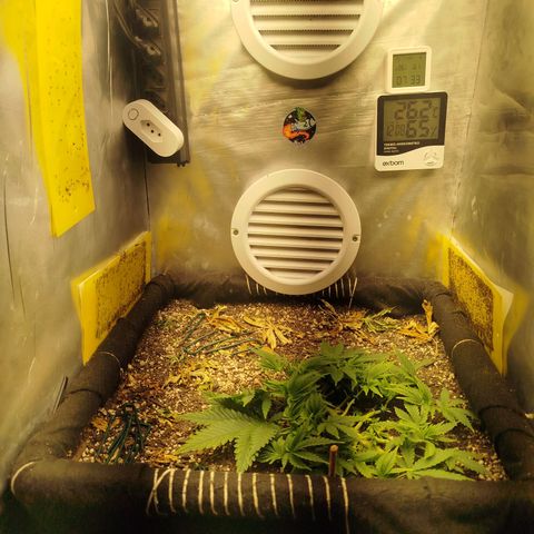 Gorilla Cookies growlog timeline photo