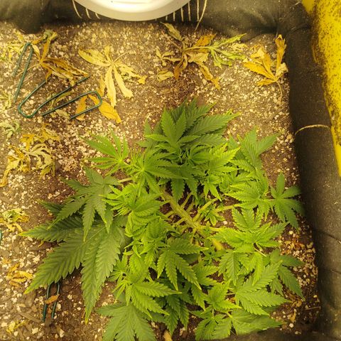 Gorilla Cookies growlog timeline photo