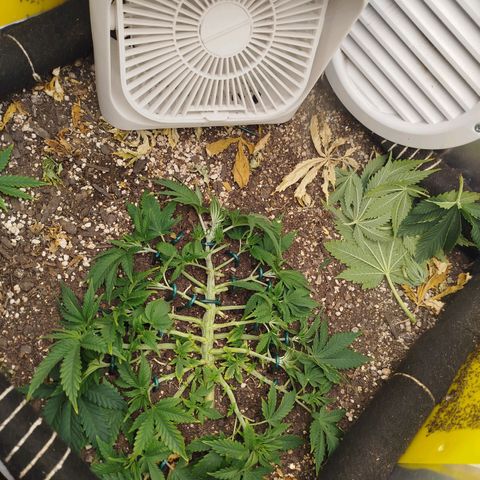 Gorilla Cookies growlog timeline photo