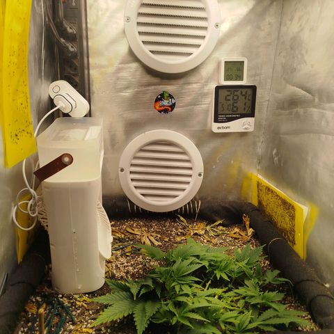 Gorilla Cookies growlog timeline photo