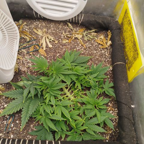 Gorilla Cookies growlog timeline photo