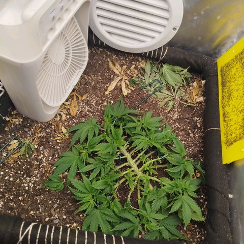 Gorilla Cookies growlog timeline photo