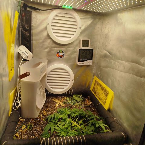 Gorilla Cookies growlog timeline photo