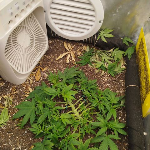 Gorilla Cookies growlog timeline photo