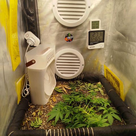 Gorilla Cookies growlog timeline photo