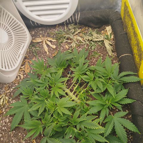 Gorilla Cookies growlog timeline photo