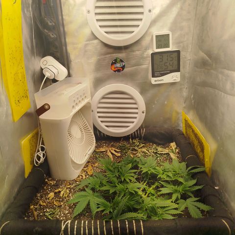 Gorilla Cookies growlog timeline photo