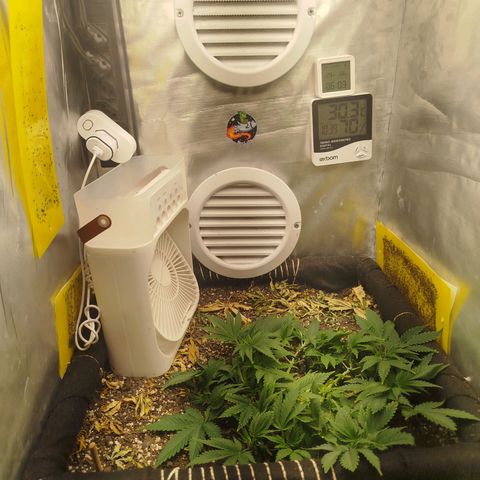 Gorilla Cookies growlog timeline photo