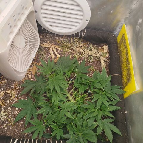 Gorilla Cookies growlog timeline photo