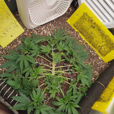 Gorilla Cookies growlog timeline photo