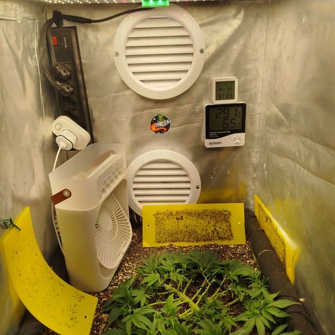 Gorilla Cookies growlog timeline photo