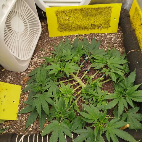 Gorilla Cookies growlog timeline photo