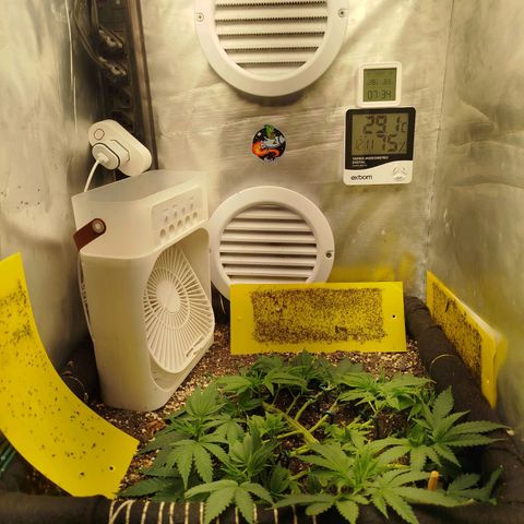 Gorilla Cookies growlog timeline photo
