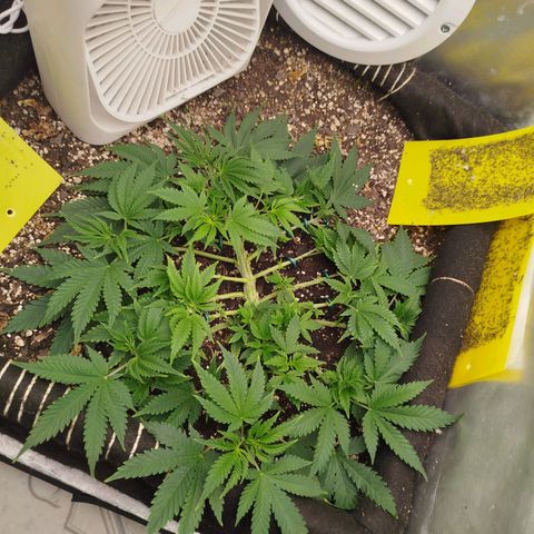 Gorilla Cookies growlog timeline photo