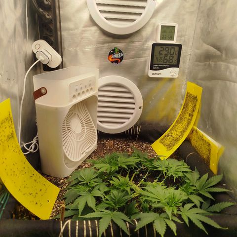 Gorilla Cookies growlog timeline photo