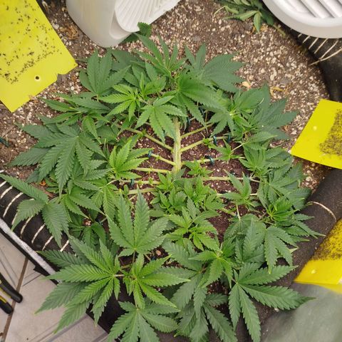 Gorilla Cookies growlog timeline photo