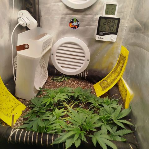 Gorilla Cookies growlog timeline photo