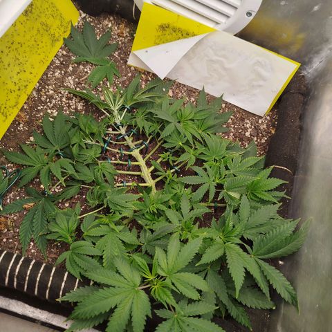 Gorilla Cookies growlog timeline photo