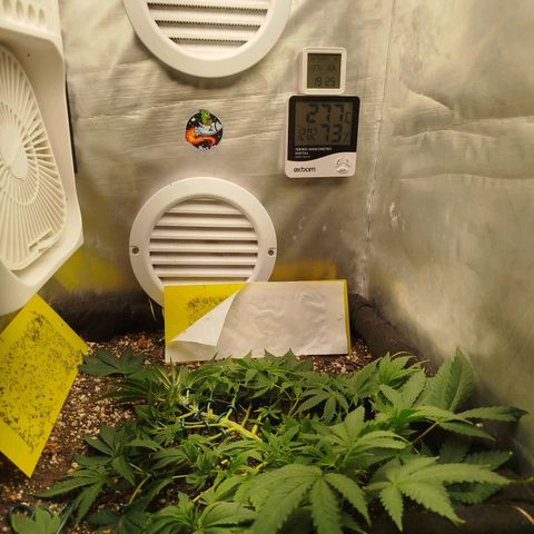 Gorilla Cookies growlog timeline photo