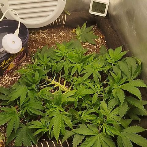 Gorilla Cookies growlog timeline photo