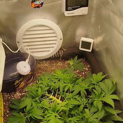 Gorilla Cookies growlog timeline photo
